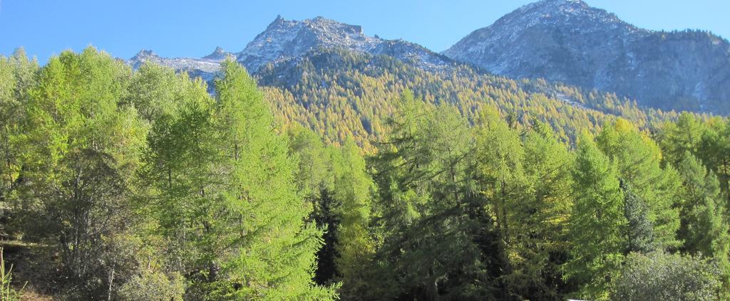 Appartamento Haus Waldheim Grächen Esterno foto